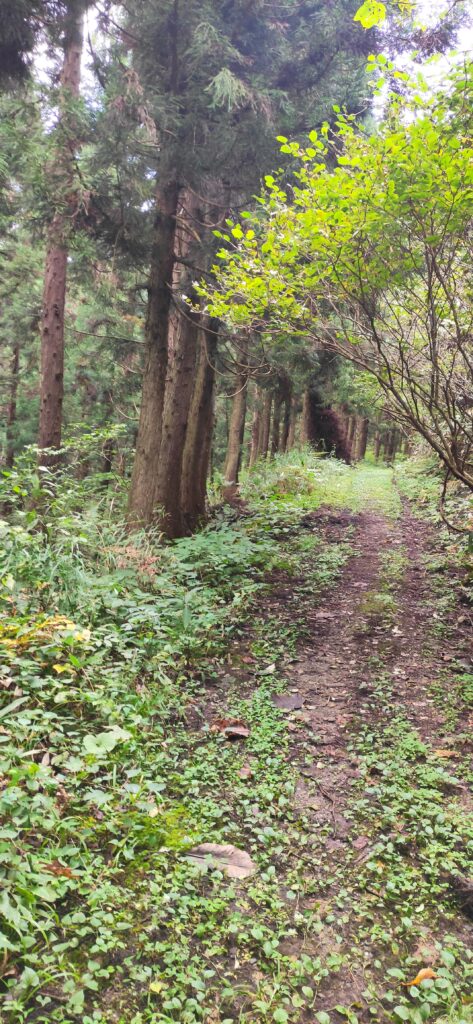 富倉峠へのトレイル